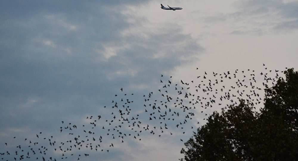 Стая птиц и самолет в небе, архивное фото