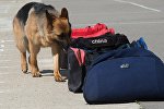 Служебная собака рядом с сумками, архивное фото