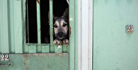 Мероприятия по отлову, вакцинации, стерилизации и возврату на прежнее место бездомных собак в Санкт-Петербурге