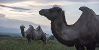 Верблюды, архивное фото