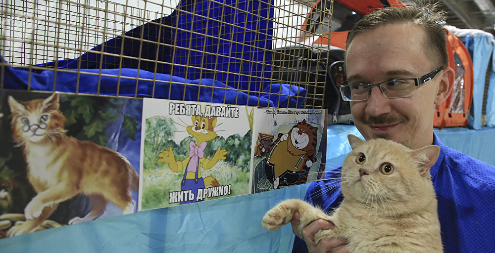 Выставка кошек Алматы. Выставка кошек 33 кота в Батайске.