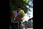 В Узбекистане показали небьющийся арбуз