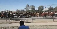 Табун лошадей перегнали по улице