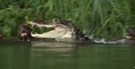 Гигантские выдры жестоко расправились с крокодилом