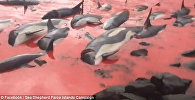 Массовое убийство дельфинов на Фарерских островах