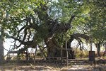 Тысячелетнее дерево растет в Кентау, Туркестанской области