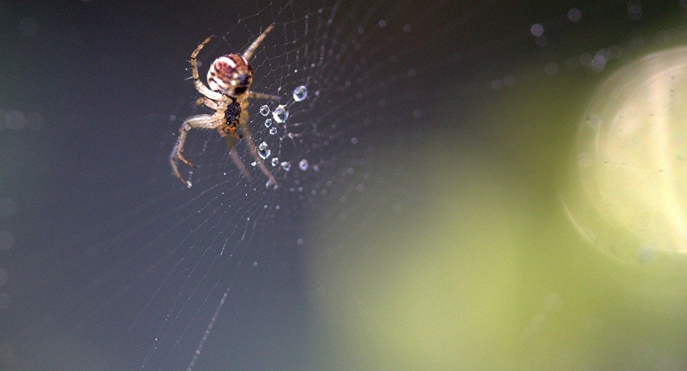 Увидеть ползущего паука. Паук с головой собаки. Сонник большой красный паук. Паук спускается сверху вниз к чему это.