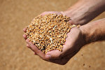 Архивное фото пшеницы