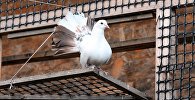 Белый голубь, иллюстративное фото