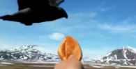 Ворона выпросила пирожок у дальнобойщика - видео