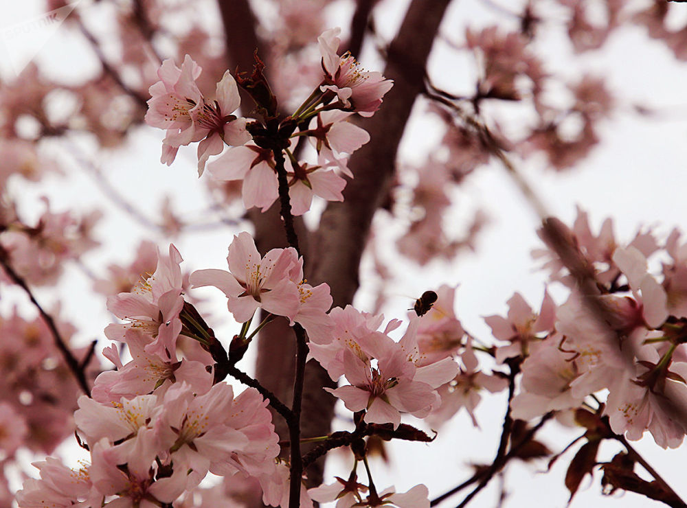 черри блоссом сакурай. сакура сидарезакура. сакура казахстан. цветение сакуры в краснодаре. парк декабристов сакура.