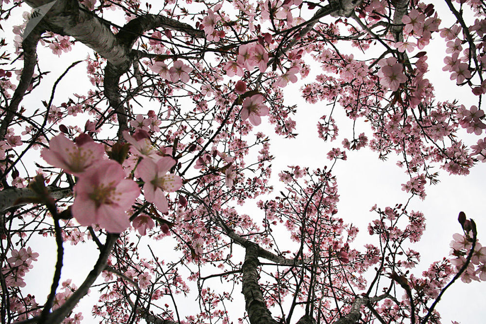 найти сакуру. цветение сакуры в японии фото. цветение сакуры. сакура цветет дерево. сакура черри блоссом дерево.
