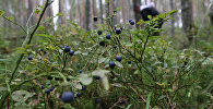 Лесные ягоды. Архивное фото - рекадр
