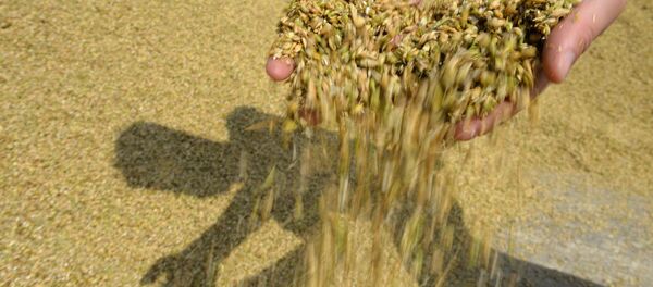 Сбор урожая. Архивное фото Сбор урожая. Архивное фото - Sputnik Казахстан