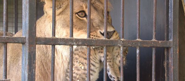 СПУТНИК_Родившегося в цирке-шапито тигрольвенка впервые показали публике СПУТНИК_Родившегося в цирке-шапито тигрольвенка впервые показали публике - Sputnik Казахстан