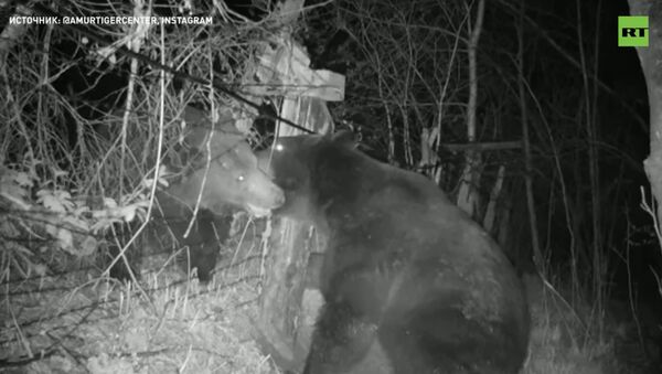 Приграничный конфликт: два медведя подрались на российско-китайском рубеже - видео - Sputnik Казахстан