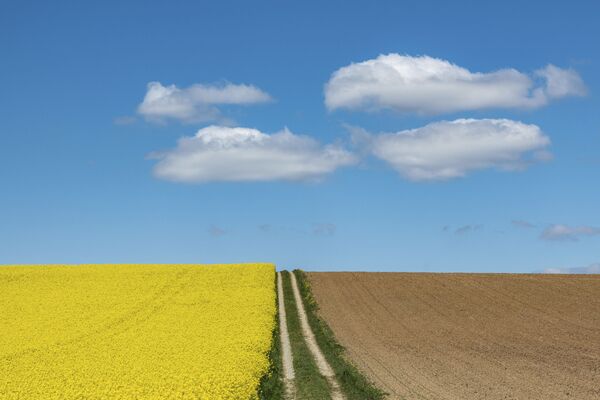 Организованные облака над цветущим рапсовым полем в Германии  - Sputnik Казахстан