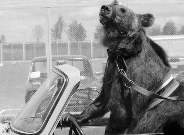 Медведь Гоша прибыл для участия в церемонии открытия олимпийских состязаний по велоспорту на стадион в Крылатское - Sputnik Қазақстан