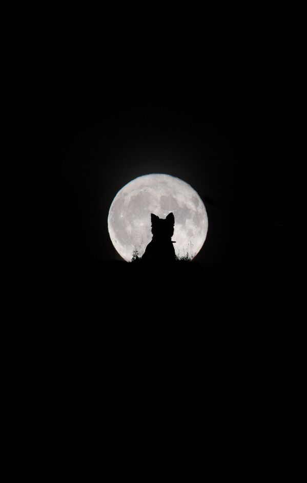 Снимок Big Moon, Little Werewolf британского фотографа Kirsty Paton из категории Our Moon, попавший в шортлист конкурса Insight Investment Astronomy Photographer of the Year 2020  - Sputnik Казахстан