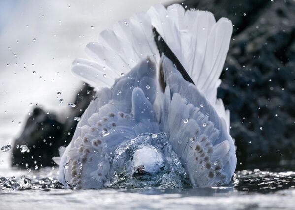 Снимок A Red Billed Gull taking a bath фотографа Simon Runting, победивший в категории Nature конкурса Sony Alpha Awards 2020 - Sputnik Казахстан