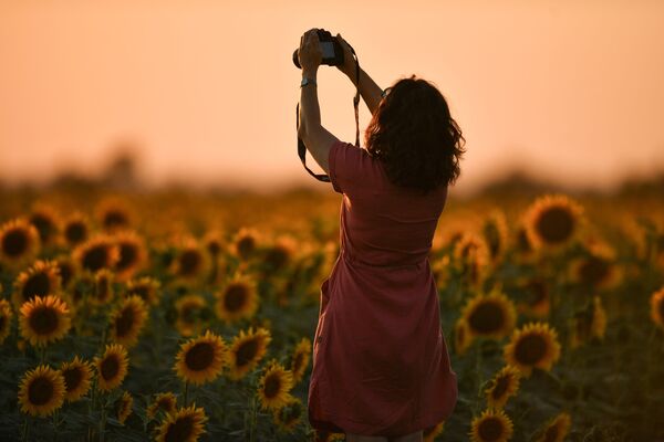 Девушка во время цветения подсолнечника на поле в Симферопольском районе - Sputnik Казахстан