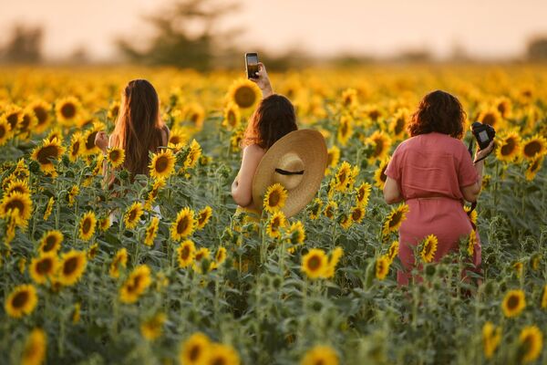 Девушки во время цветения подсолнечника на поле в Симферопольском районе - Sputnik Казахстан