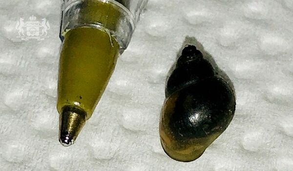 Врачи достали из уха мужчины живую улитку Врачи достали из уха мужчины живую улитку - Sputnik Казахстан