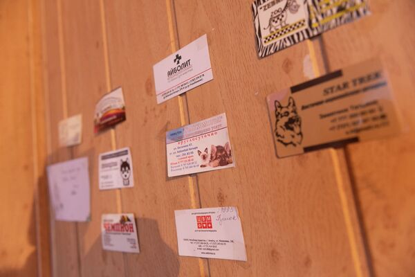 Десятки домашних животных остались на улице во время карантина в Алматы - кто их спасает - Sputnik Казахстан