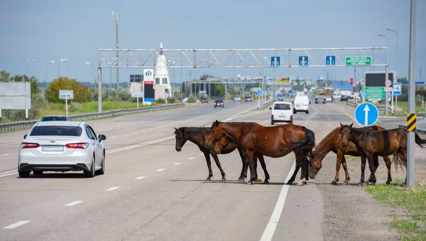 Лошади переходят дорогу возле Нур-Султана - Sputnik Казахстан