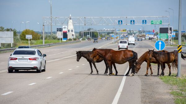 Лошади переходят дорогу возле Нур-Султана - Sputnik Қазақстан