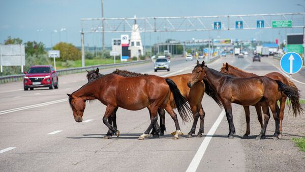 Лошади на трассе близ Нур-Султана, архивное фото - Sputnik Казахстан