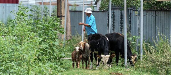 Житель поселка выгоняет скотину на пастбище Житель поселка выгоняет скотину на пастбище - Sputnik Казахстан