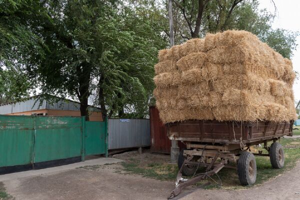 Улицы обезлюдели, из лекарств - саумал и водка: как живут в селах, где нет аптек - фото - Sputnik Казахстан