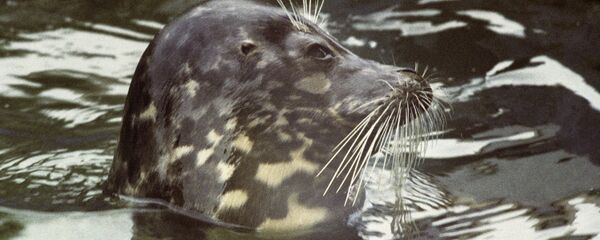 Каспийский тюлень - Sputnik Казахстан