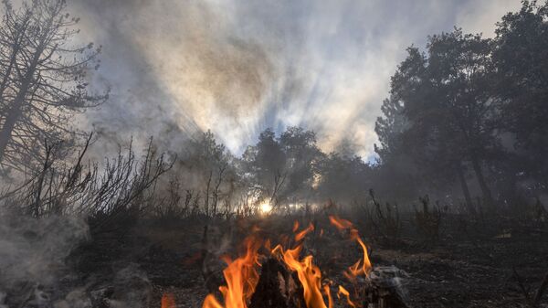 Пламя огня в лесу в Калифорнии  - Sputnik Қазақстан