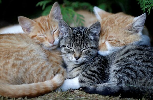 Спящие котята в деревне Кромпач, Чехия - Sputnik Казахстан