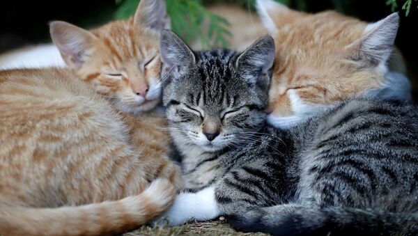 Спящие котята в деревне Кромпач, Чехия - Sputnik Казахстан