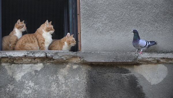 Кошки смотрят на голубя из окна дома в Бухаресте, Румыния - Sputnik Казахстан