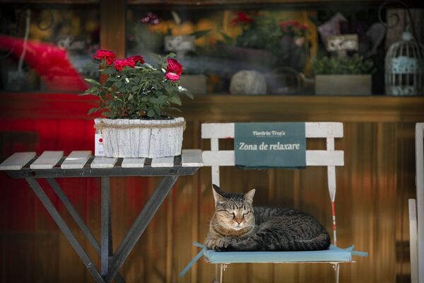 Кошка сидит на стуле с надписью Зона отдыха возле цветочного магазина в Бухаресте, Румыния - Sputnik Казахстан