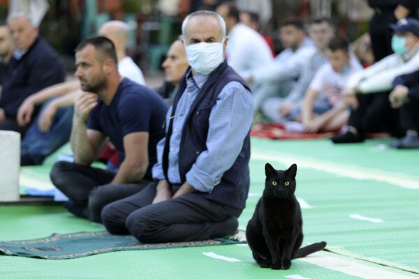 Кошка среди молящихся мусульма возле мечети Коконоз в Тиране, Албания - Sputnik Казахстан
