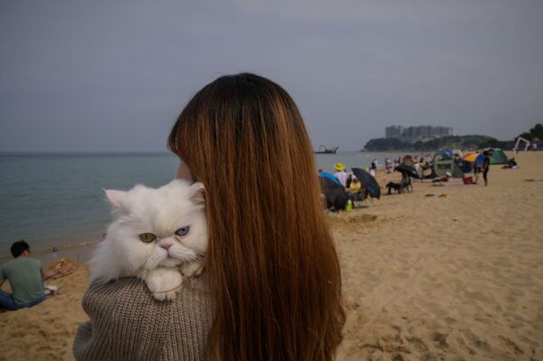 Кошка со своей хозяйкой на пляже в Сокчо, Южная Корея - Sputnik Казахстан
