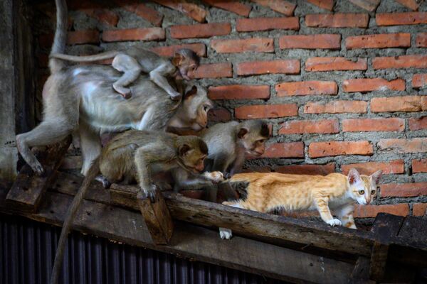Длиннохвостые макаки пристают к кошке в заброшенном здании в городе Лопбури, Таиланд - Sputnik Казахстан