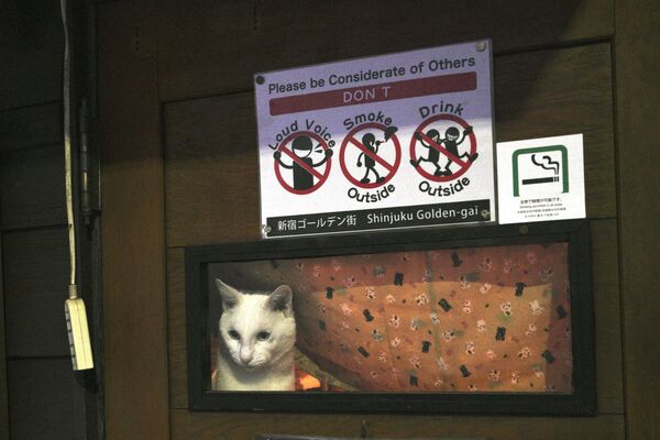 Кошка смотрит на улицу из закрытого бара в развлекательном районе Кабукичо в Токио - Sputnik Казахстан
