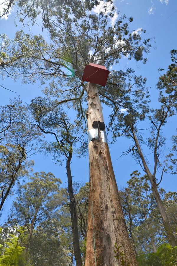 Домик на дереве в заповеднике Тооланги в Австралии - Sputnik Казахстан