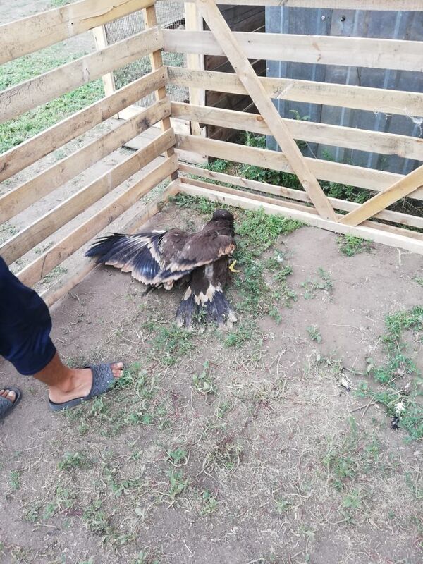 Раненого черного коршуна спасла волонтер в Павлодарской области Раненого черного коршуна спасла волонтер в Павлодарской области - Sputnik Казахстан