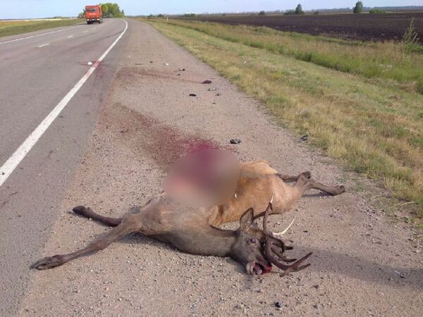 Иномарка врезалась в марала на севере Казахстана - Sputnik Казахстан