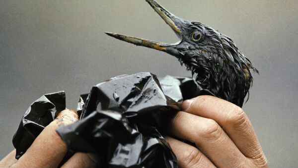 Покрытая нефтью птица после разлива из нефтяного танкера Exxon Valdez на Аляске  - Sputnik Казахстан