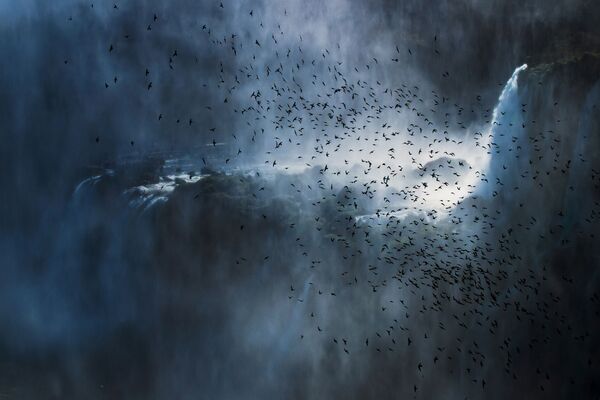 Снимок SWIFTS OVER IGUAZÚ FALLS итальянского фотографа Francesco Filippo Pellegrini, победивший в категории Birds in the Environment фотоконкурса Bird Photographer of the Year 2020 - Sputnik Казахстан