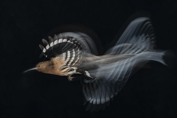 Снимок HOOPOE FLIGHT AT LOW SPEED израильского фотографа Gadi Shmila, победивший в категории Birds in Flight фотоконкурса Bird Photographer of the Year 2020  - Sputnik Казахстан