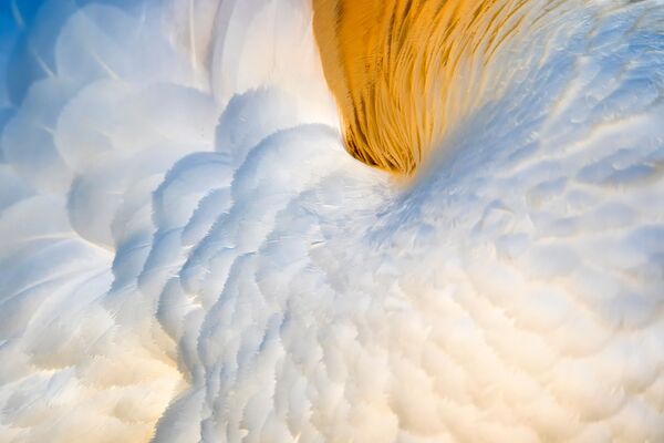 Снимок GANNET FLOWER испанского фотографа Francis De Andrés, занявший третье место в категории Attention to Detail фотоконкурса Bird Photographer of the Year 2020  - Sputnik Казахстан